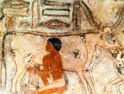 История молока и его состав