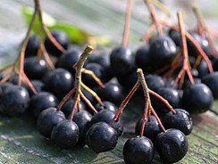 Арония-самогон из черноплодной рябины