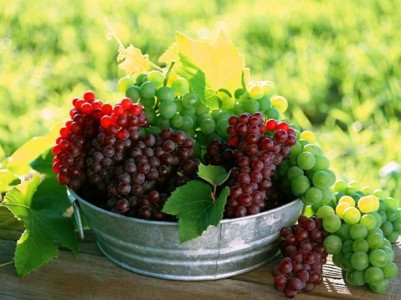 виноград для domashnee-vino-