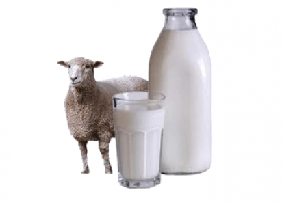 молоко овцы