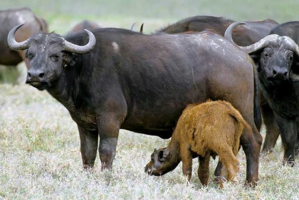 молоко буйволов