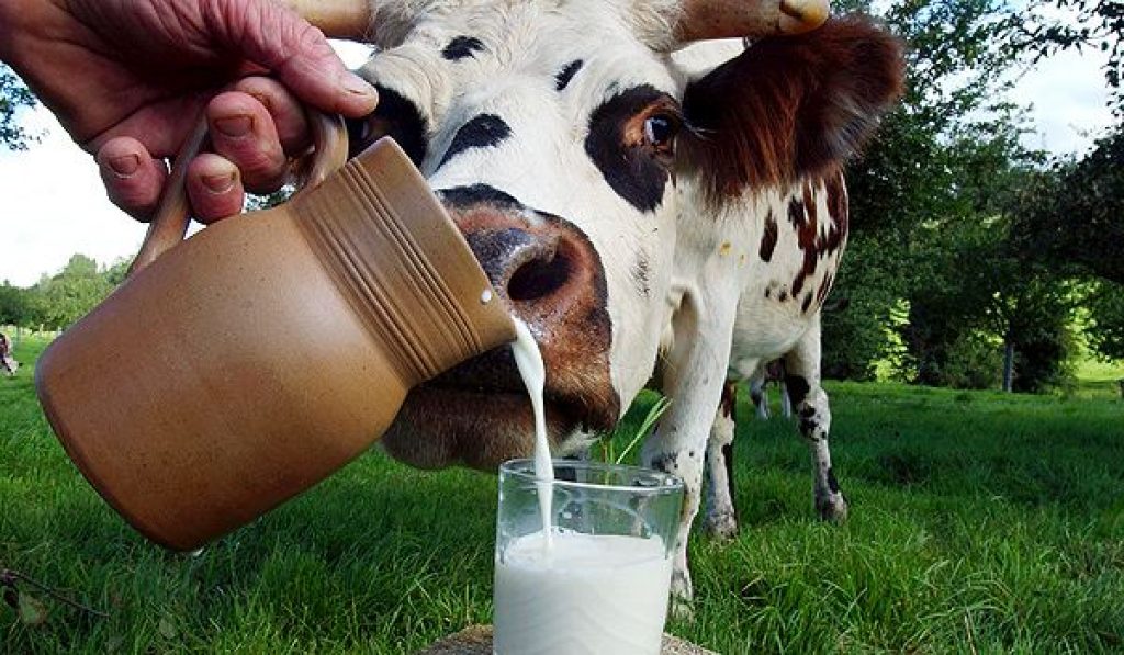 Правда и мифы о молоке