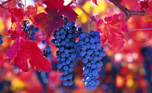 Chilean red grapes