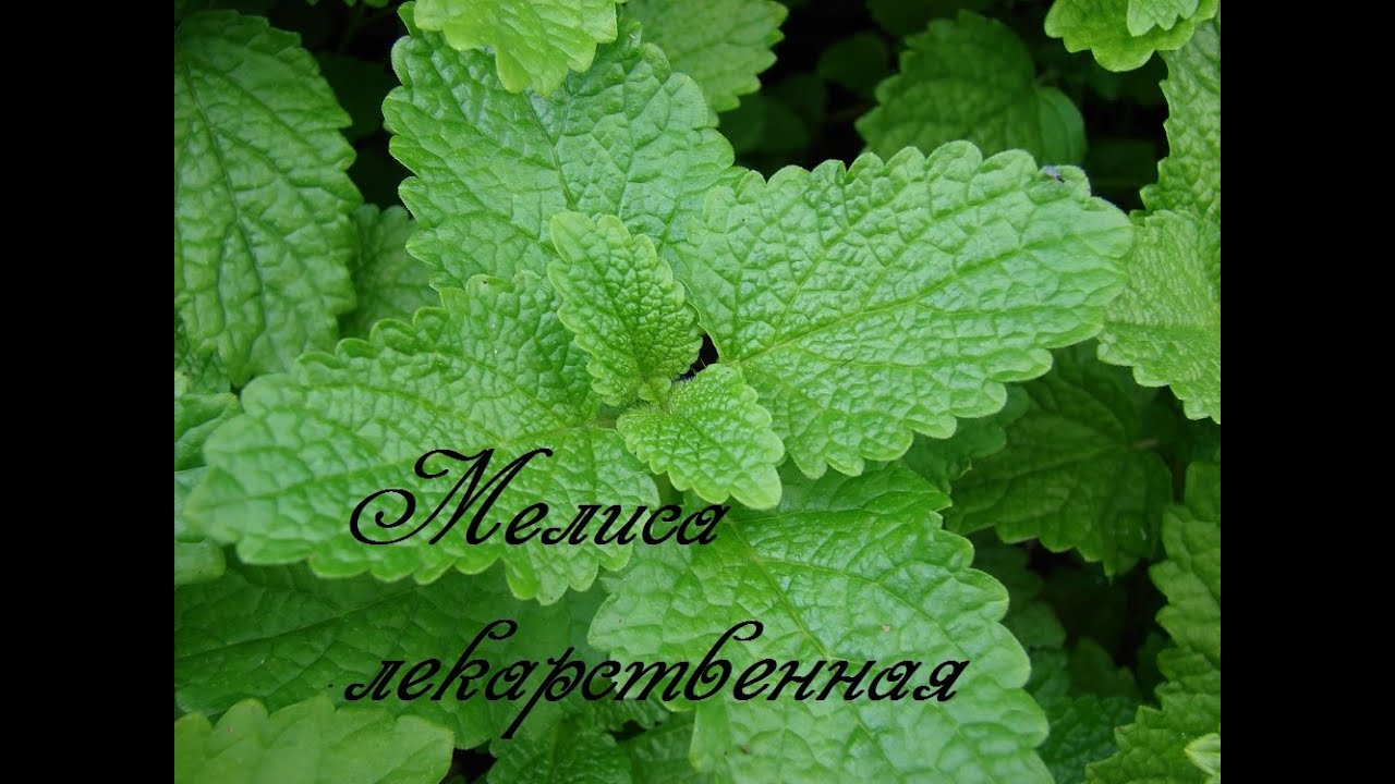 Мелисса - свойства, противопоказания, отзывы. - Напитки мира