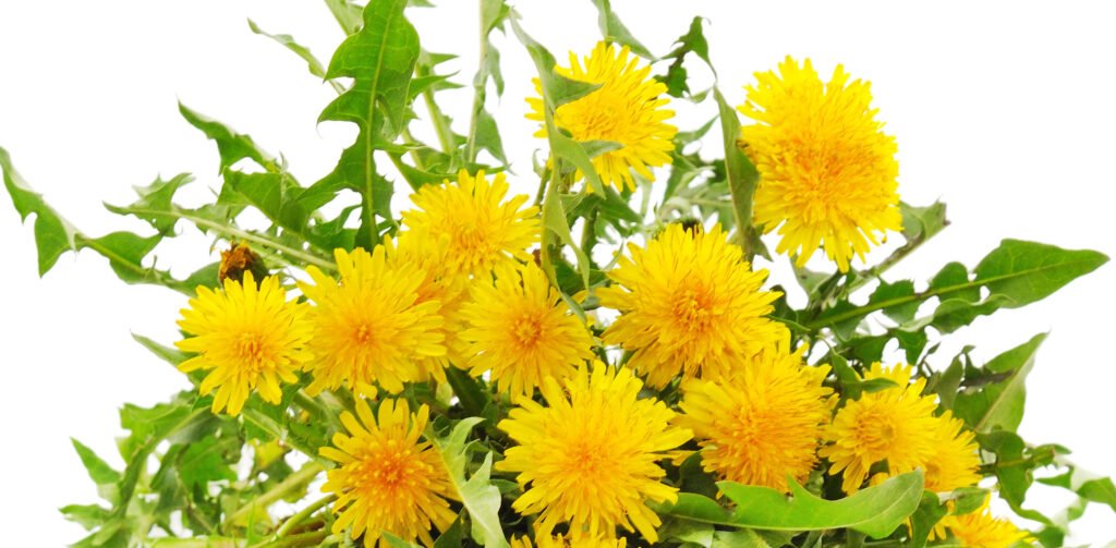 Сироп одуванчика - Напитки мира