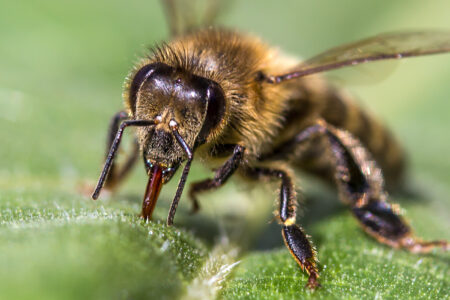 Пчелиный яд - свойства и применение в медицине