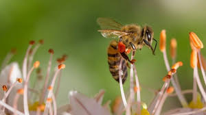 Пчелиный яд - свойства и применение в медицине