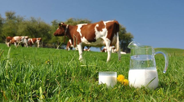 Коровье молоко как важнейший продукт