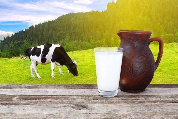Коровье молоко как важнейший продукт