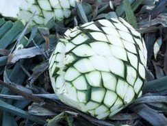 Текила из агавы