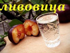 Брага из сливы